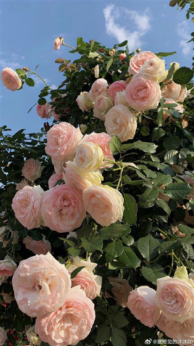 Base d'elettrodu di quartz